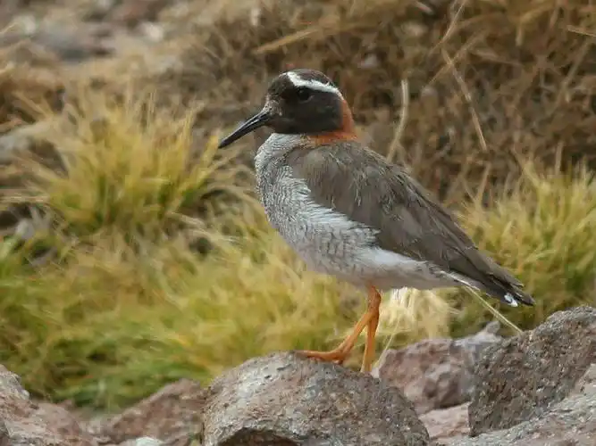 plover,学名:phegornis mitchellii),是鸻形目鸻科黑顶鸻属的鸟类