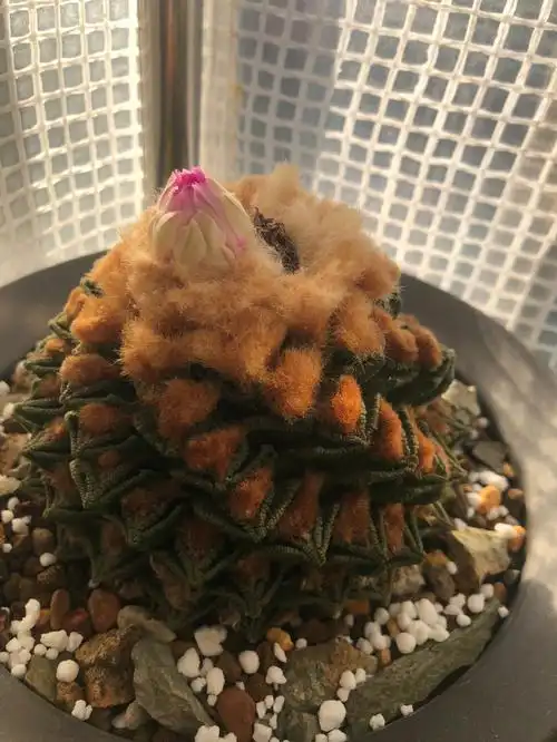 辛顿开花照#辛顿牡丹 #龙角牡丹  #勃氏牡丹