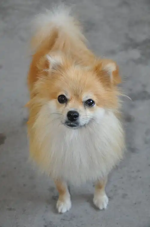 休闲 宠物 同问 满意回答  2012-09-02 21:52 全名: 博美/松鼠犬