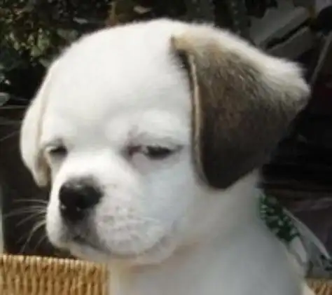 汪星人逗比表情大全 你被狗狗鄙视了吗?--图说天下——中原网