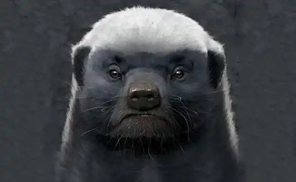 世界上最"无畏"的动物蜜獾,被人们尊称为"平头哥"!