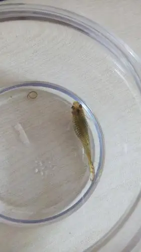 我们家的热带鱼怀孕好几天了 什么时候能生呢 怕公鱼吃小鱼 把几天母