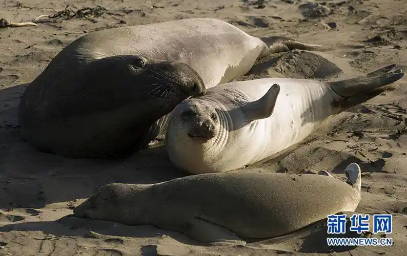 原创国际海豹日丨拍着肚皮晒太阳这样的生活听说你也想拥有