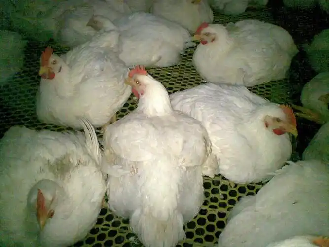 [大肉食] 肉鸡50 天出栏了