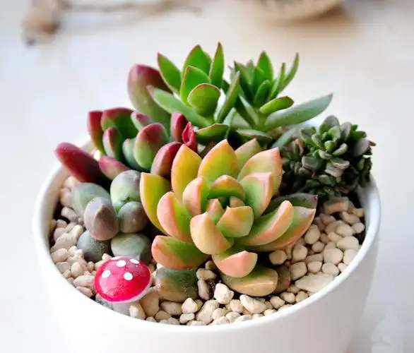 【潇洒艺术-475】如此养"肉肉" 居室添情趣