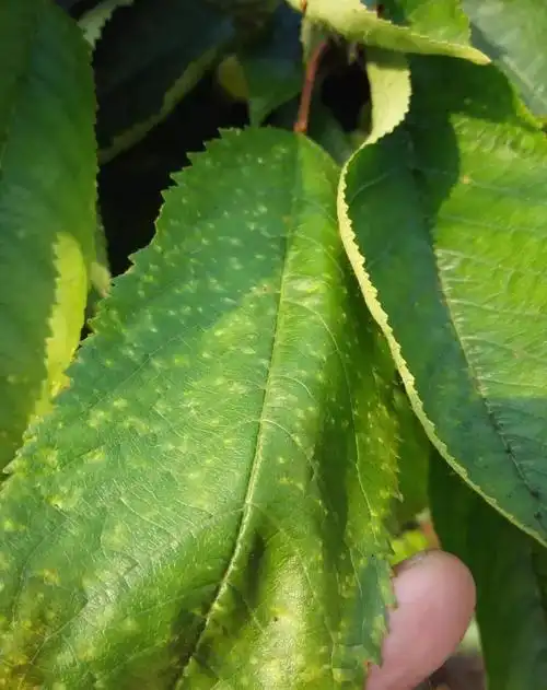 樱桃技术篇大樱桃叶片黄化干枯是怎么回事