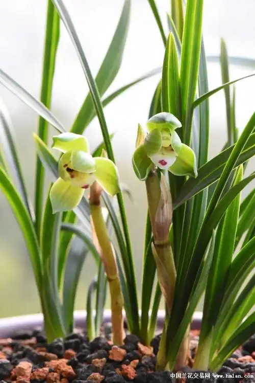 翠盖荷花开-春兰篇-中国兰花交易网社区