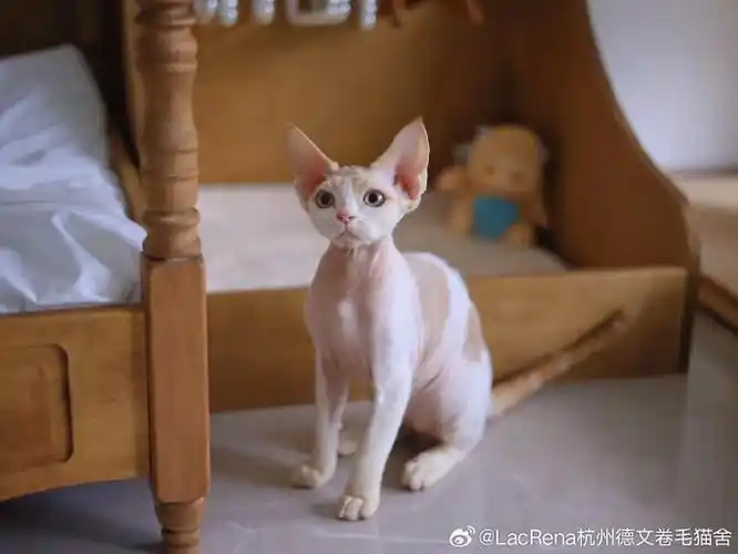 【现猫找家】  品种:德文卷毛猫devon rex  乳名:然然      性别:男孩