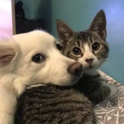 有没有猫狗贴贴的图