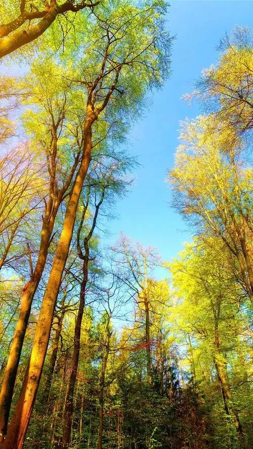 树木,绿色,阳光,自然 5k