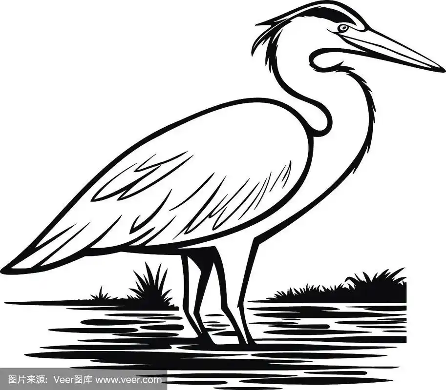 鹭插图