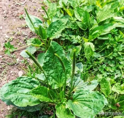 农村野地里既常见又熟悉的十种价值极高的中草药,你都认识吗?