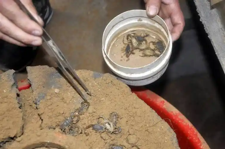 几千人组团抓蝎子贺兰山受灾严重野生蝎子已经局部灭绝