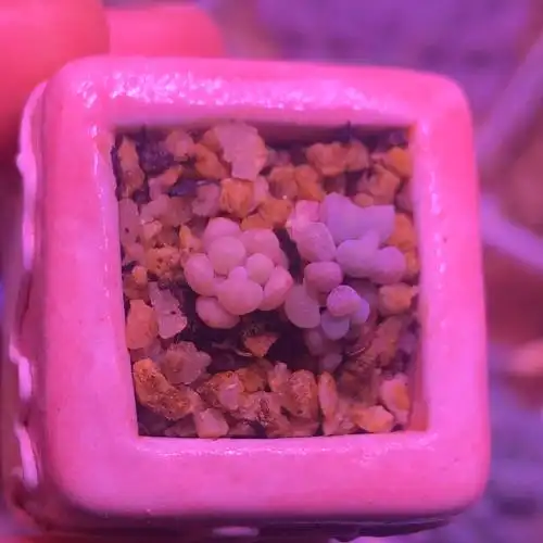 迷你q版的奶酪 #奶酪多肉  #多肉奶酪  #多肉