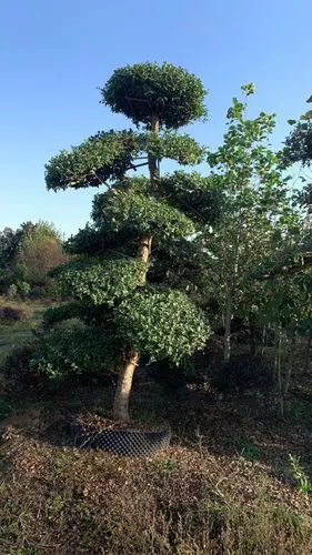 造型刺冬青精心打造与维护静待客户的挑选