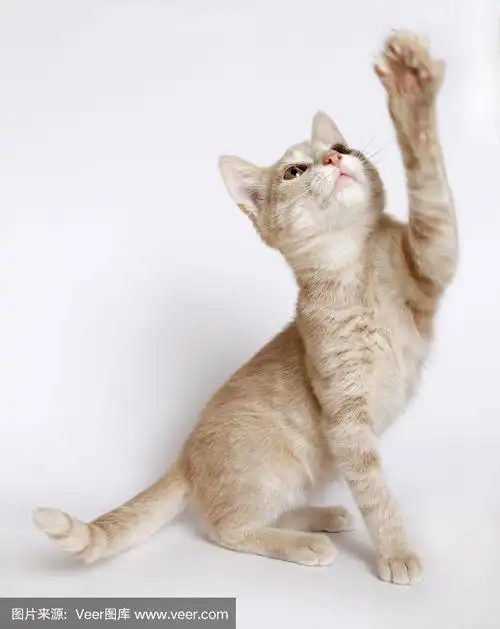 猫举起爪子