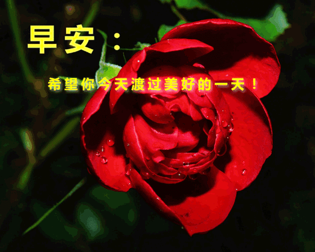 特别暖心的早安问候语图片2019早安问候鲜花动态美图早上问候语表情动