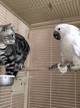 经典搞笑gif图:这可能是这辈子吃过最贵的火锅了