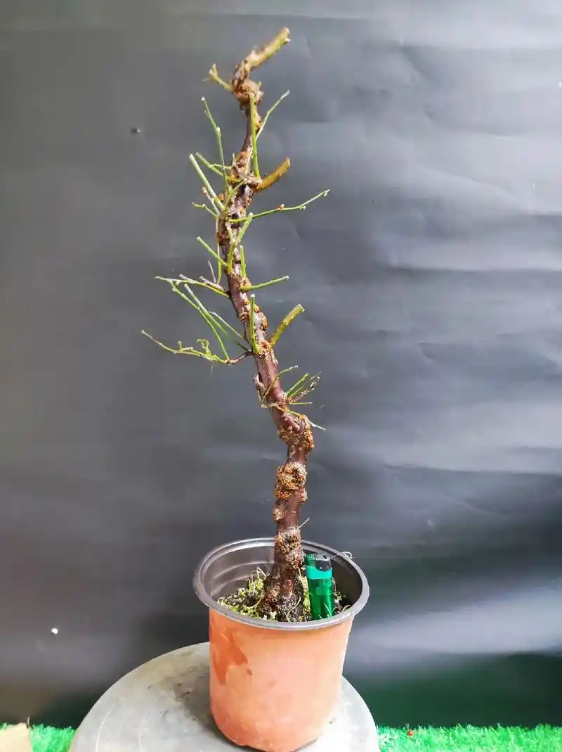 原生龙游梅.枝条自然弯曲游龙一样,开花很香. - 抖音