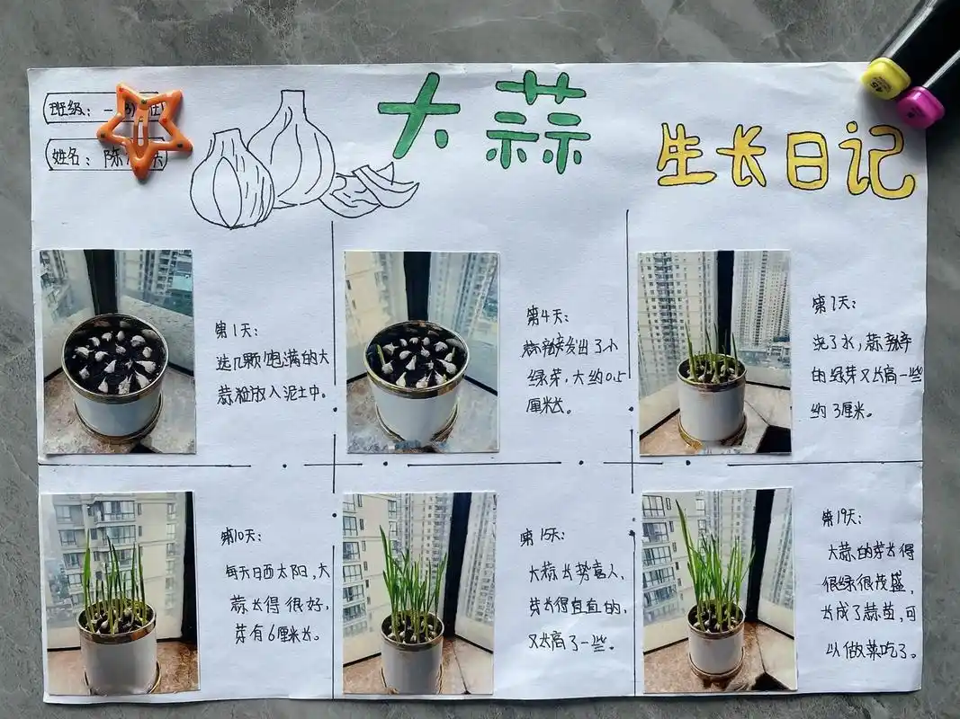 蒜苗的生长过程#观察日记蒜苗 #大蒜生长全过程 - 抖音