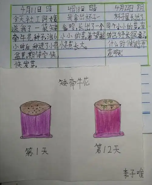 用心记录的小苗成长日记