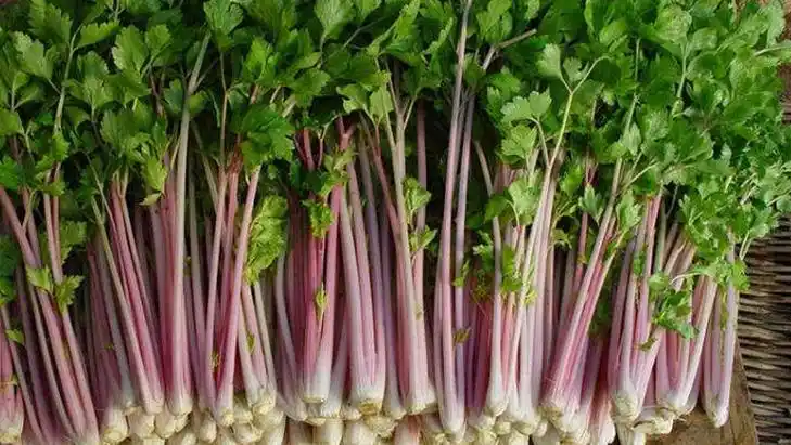 红芹菜的功效与作用,禁忌和食用方法-中医百科