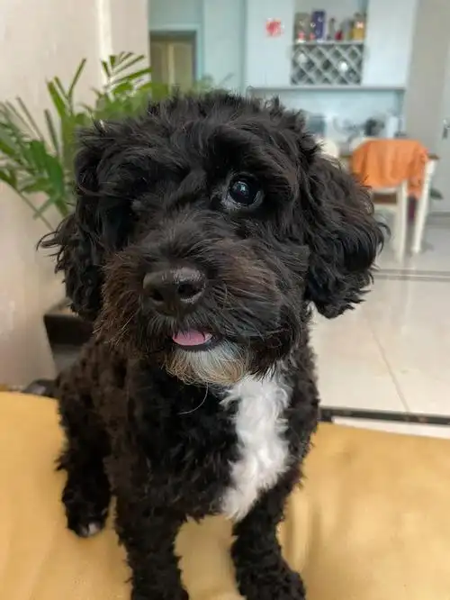 天下黑泰迪是不是都长得差不多