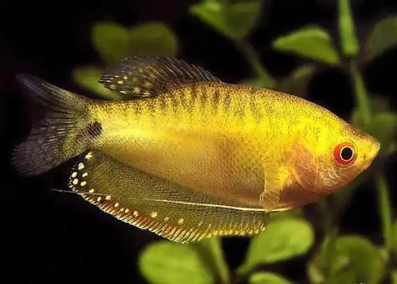 十种好养又漂亮的鱼摆摆,你养过几种?