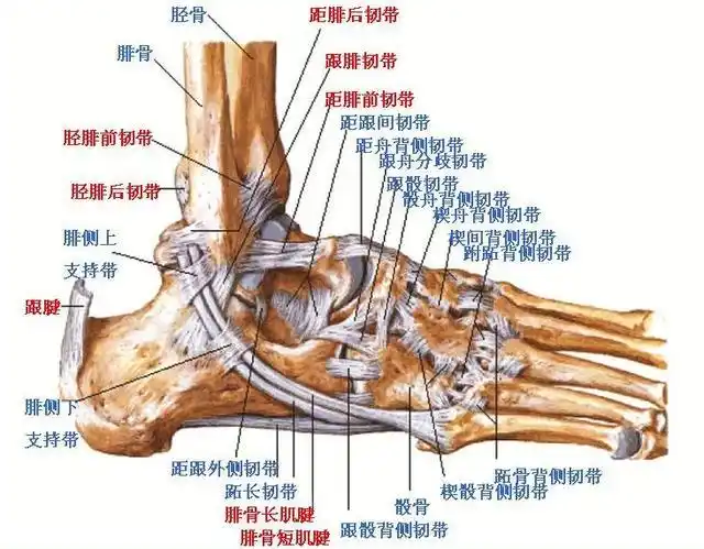 从崴脚到出现慢性踝关节不稳定,踝关节外侧副韧带经历了什么
