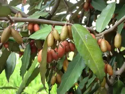 木牛——牛奶树(图)