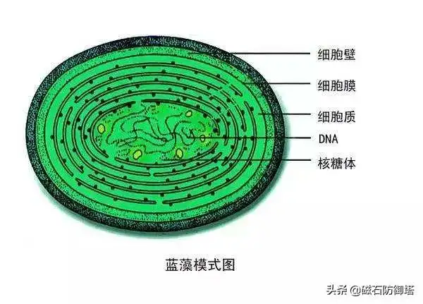 最初的蓝藻没有完整的细胞结构,其结构和细菌相似,所以很多人认为它