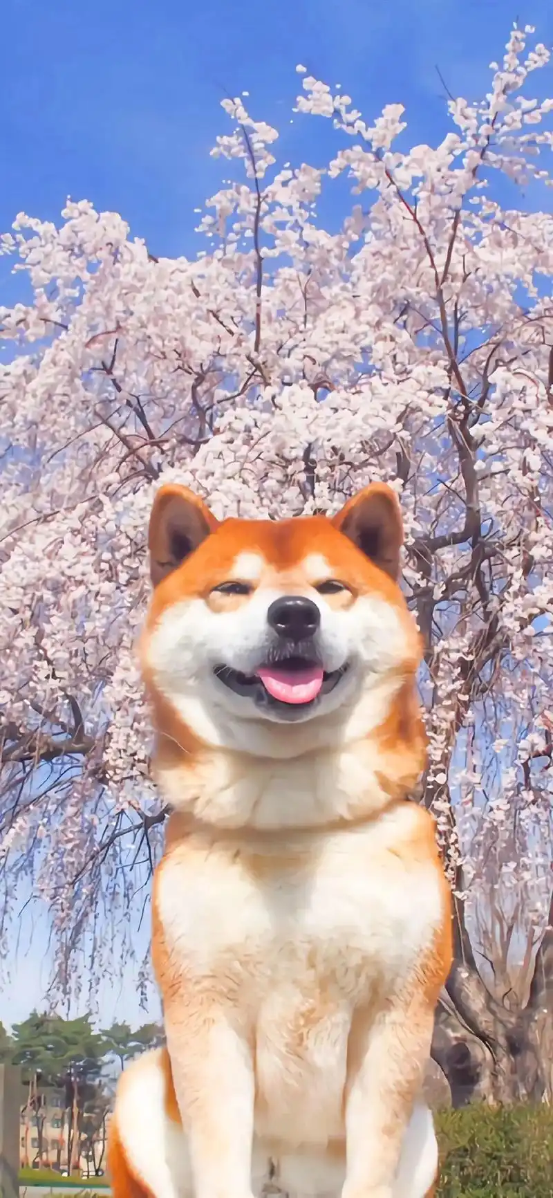 微笑柴犬 #治愈系壁纸 #它好像知道自己很可爱 - 抖音