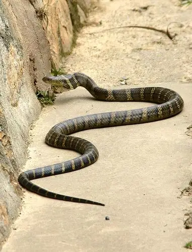 几张野生眼镜王蛇照片 ( - 两栖爬虫 - cta南美水族