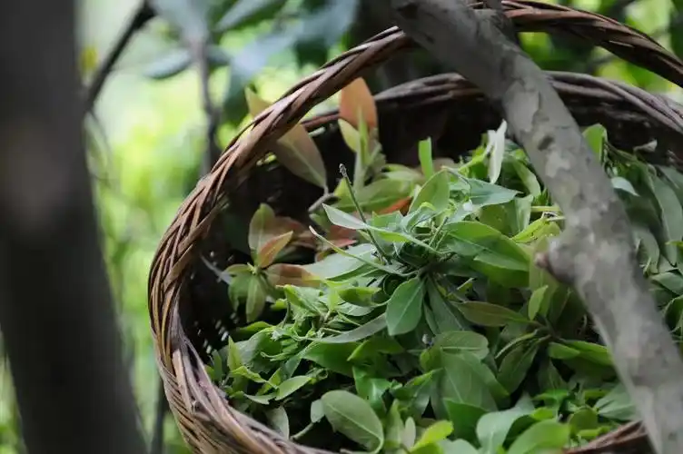 巫溪老鹰茶饮的是健康品的是乡愁