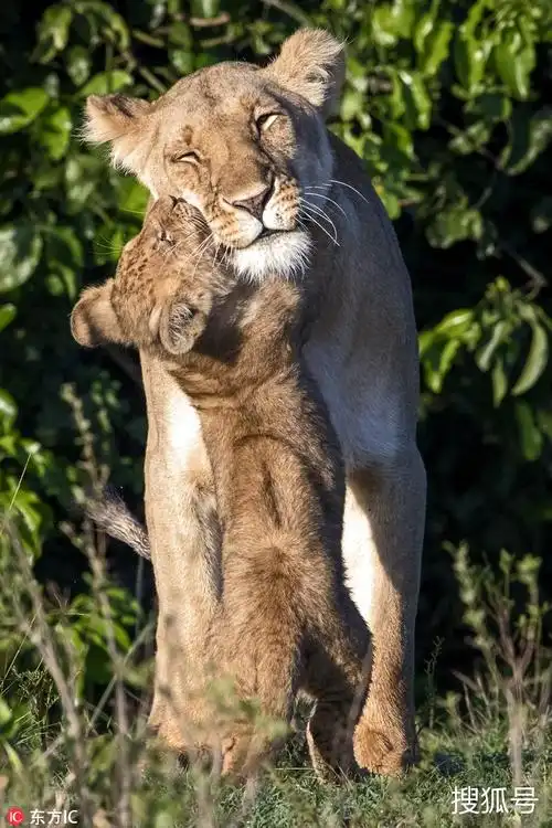 小编盘点了一组动物们的拥抱照,暖暖爱意溢出屏!