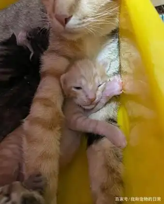 小橘猫刚出生的身材相当引人注目,猫奴:人家只是浅色显胖啦!