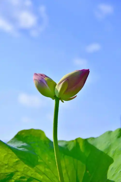 普者黑并蒂莲含苞待放灼灼身姿朗艳独绝