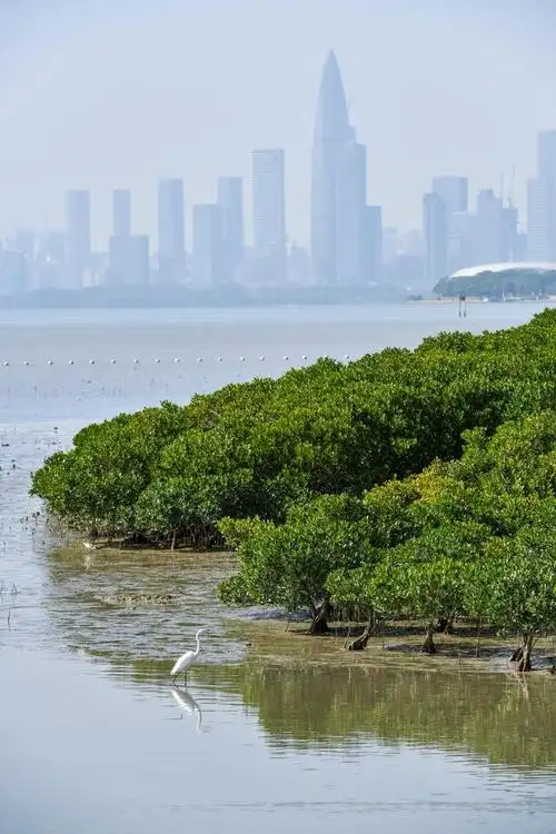 这是2月1日在深圳福田国家级自然保护区拍摄的红树林湿地(无人机