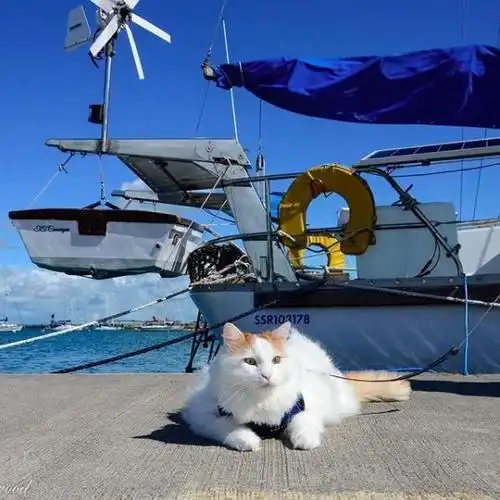 猫咪竟然爱上出海,看看自家的猫洗个澡都难