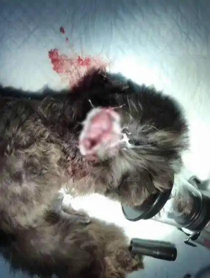 主人喜欢飞耳泰迪, 特地带泰迪去做手术, 网友: 这种人不配养狗