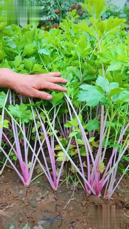 贵族红芹菜,脆嫩青甜,富含花青素,现在秋季种植正合适,喜欢的可以去拍