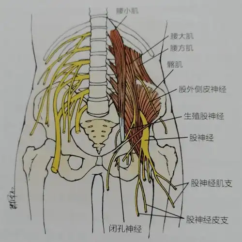 影响腰椎,骨盆,呼吸,腰方肌保护只需5步!