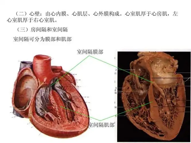 临床医学 心脏解剖图-1ppt (二)心壁:由心内膜,心肌层,心外膜构成