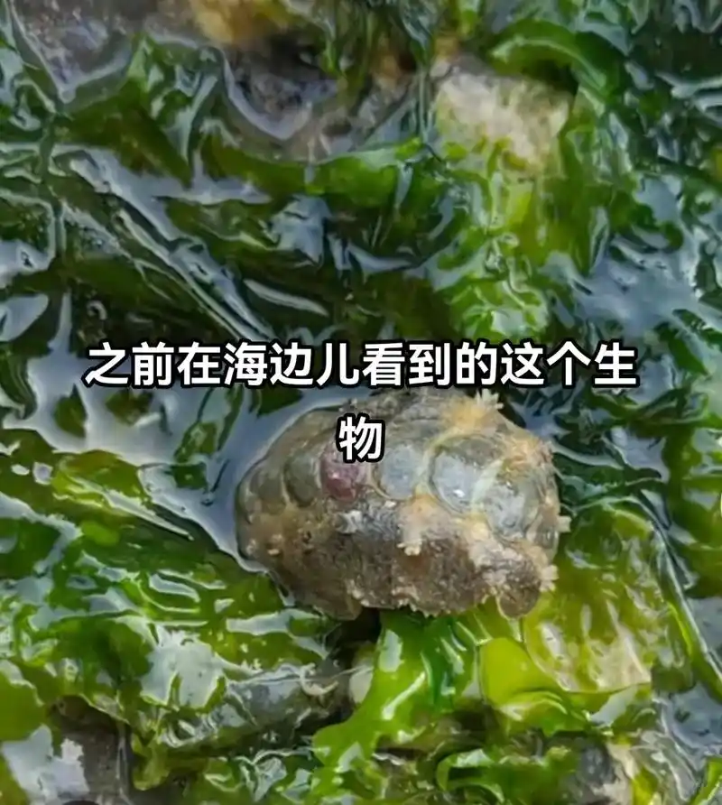 #奇妙的动物 #大连贝壳博物馆 - 抖音