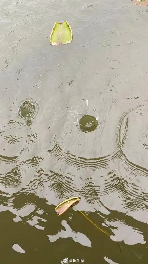 组图故事#夏日清凉,感悟清荷之生生不息……@紫薯居士2021:浊泥清水