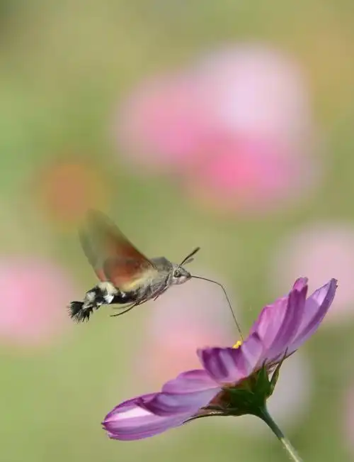 飞蛾一组,昨天拍的,请指点