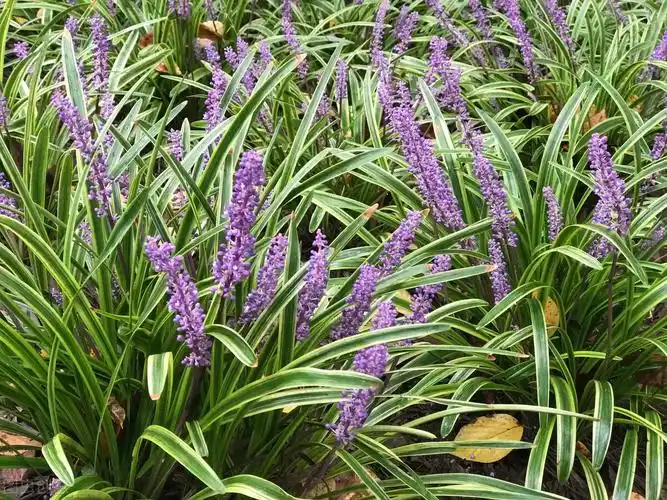 50种常见的园林花卉,图文结合,看你认识多少?学点植物小知识