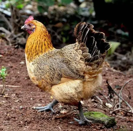 新闻:神农架鸡苗养殖基地批发