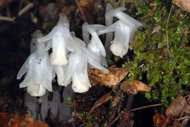 大果假水晶兰(cheilotheca macrocarpa)