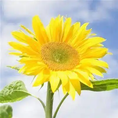 微信头像会带来好运的花朵头像